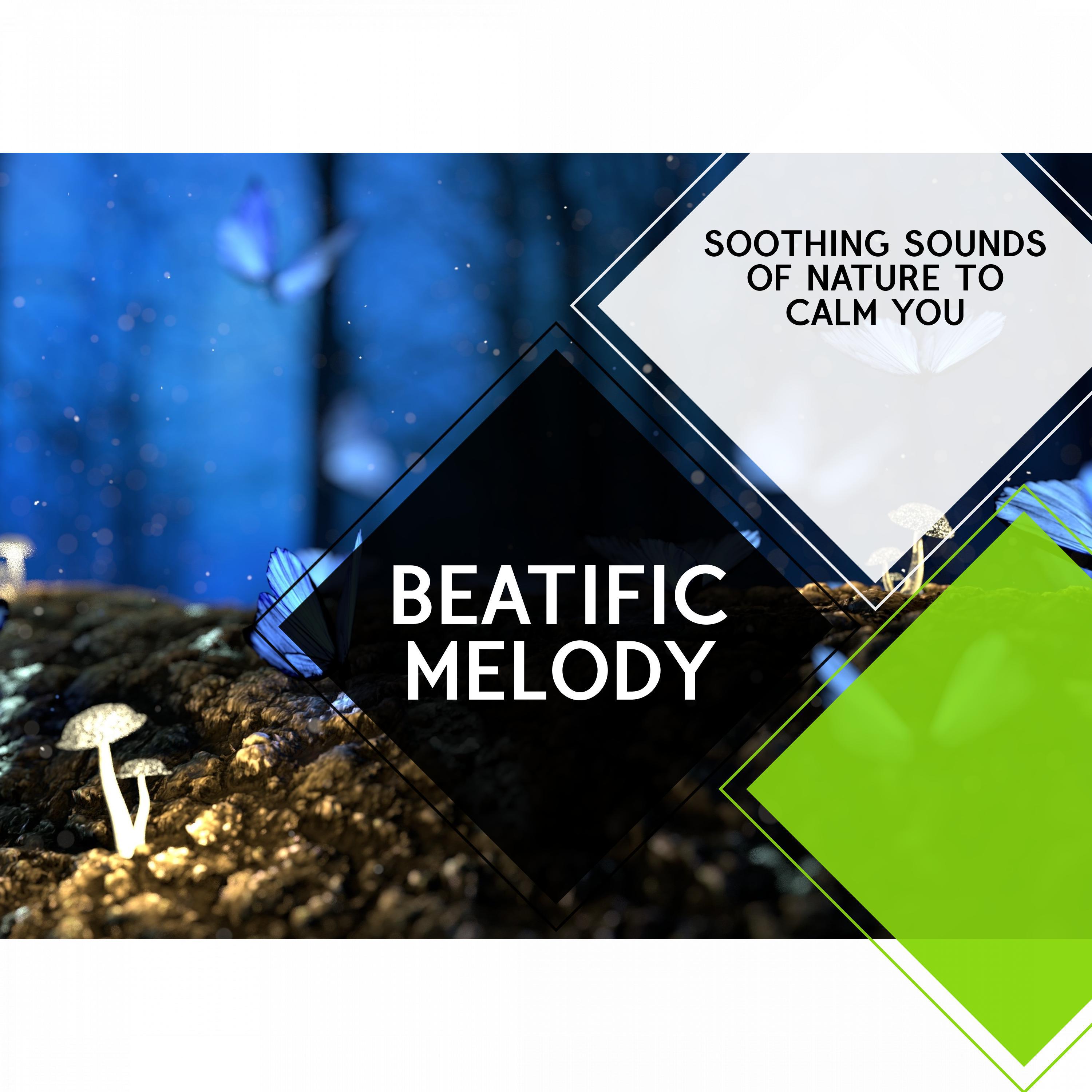 Cozy Nature Soothing Music Library - Venturesome Blue Jay