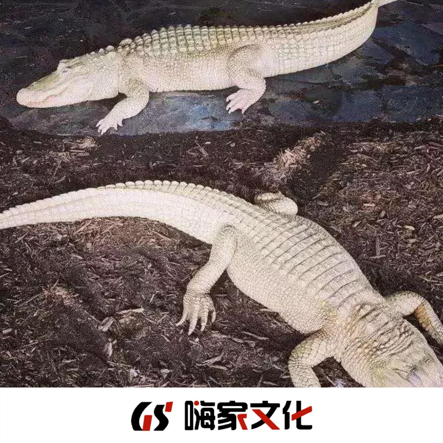 青海俄舞MUSIC