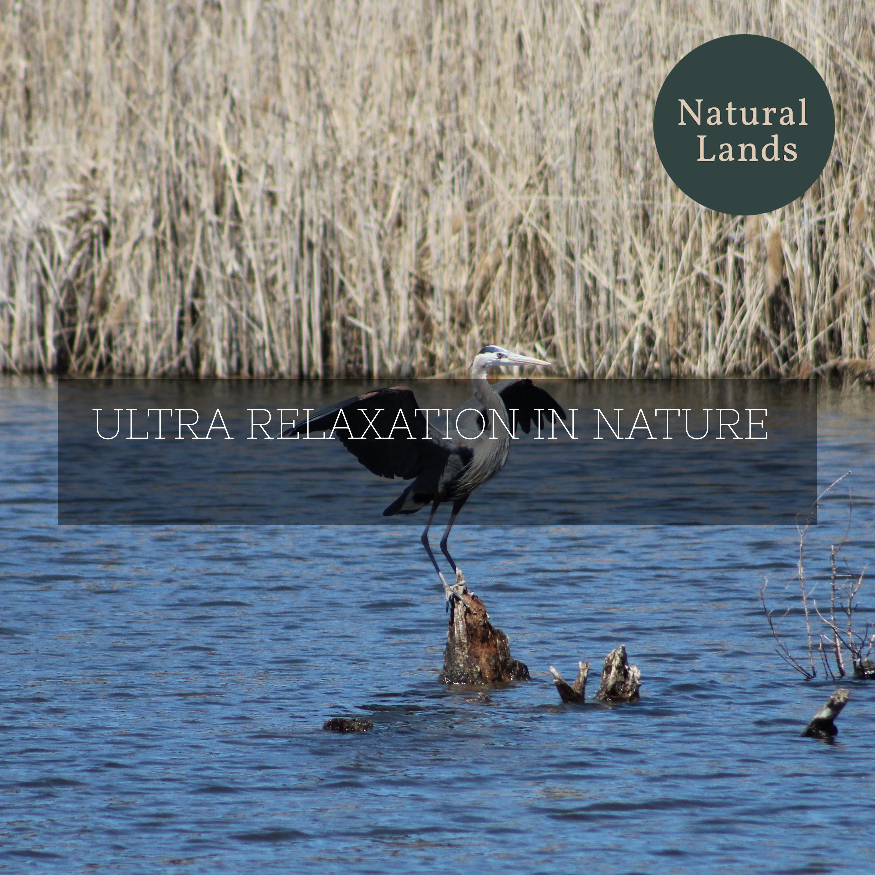 Wild Nature Safari Music - Enchanting Night Lake Breeze