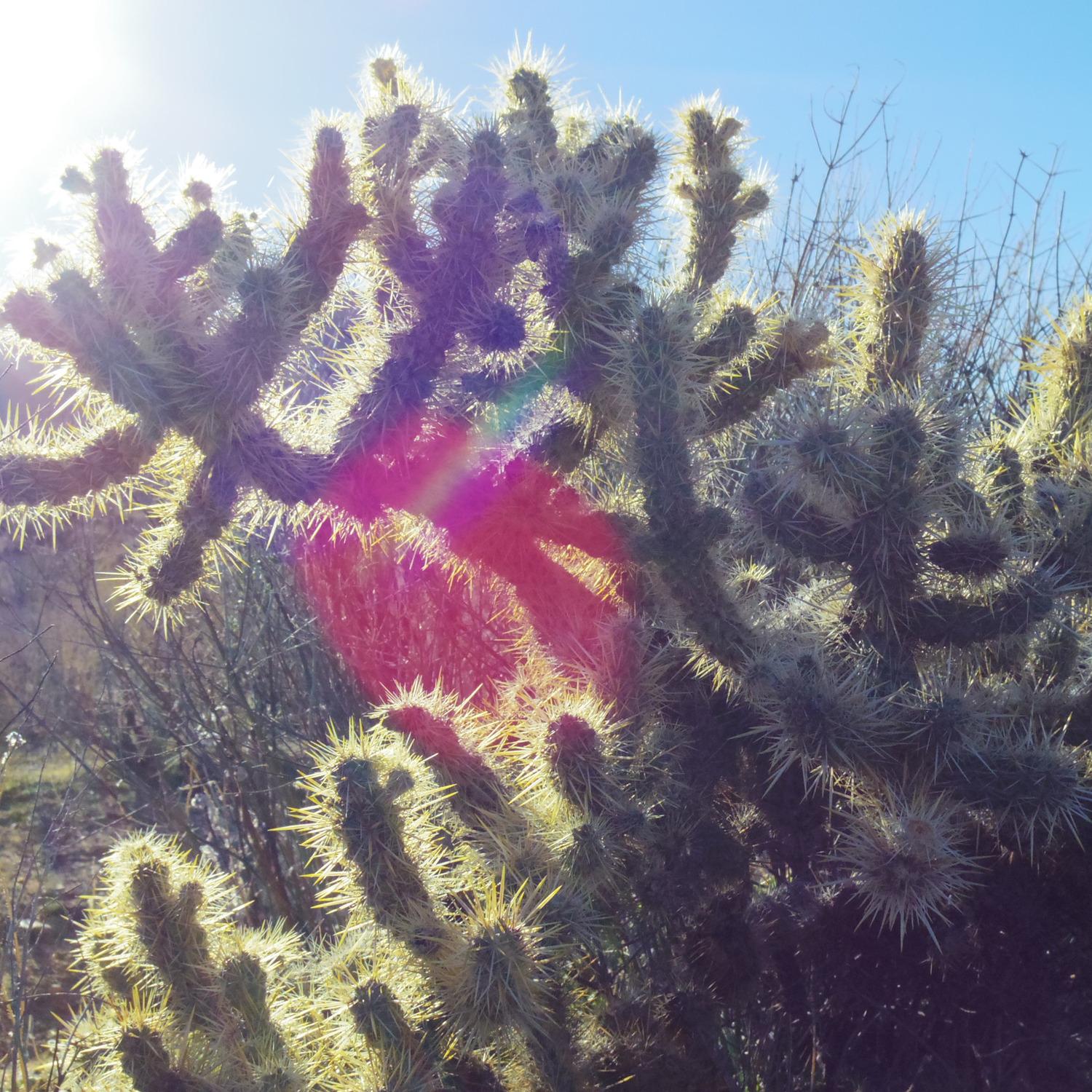 In the Desert