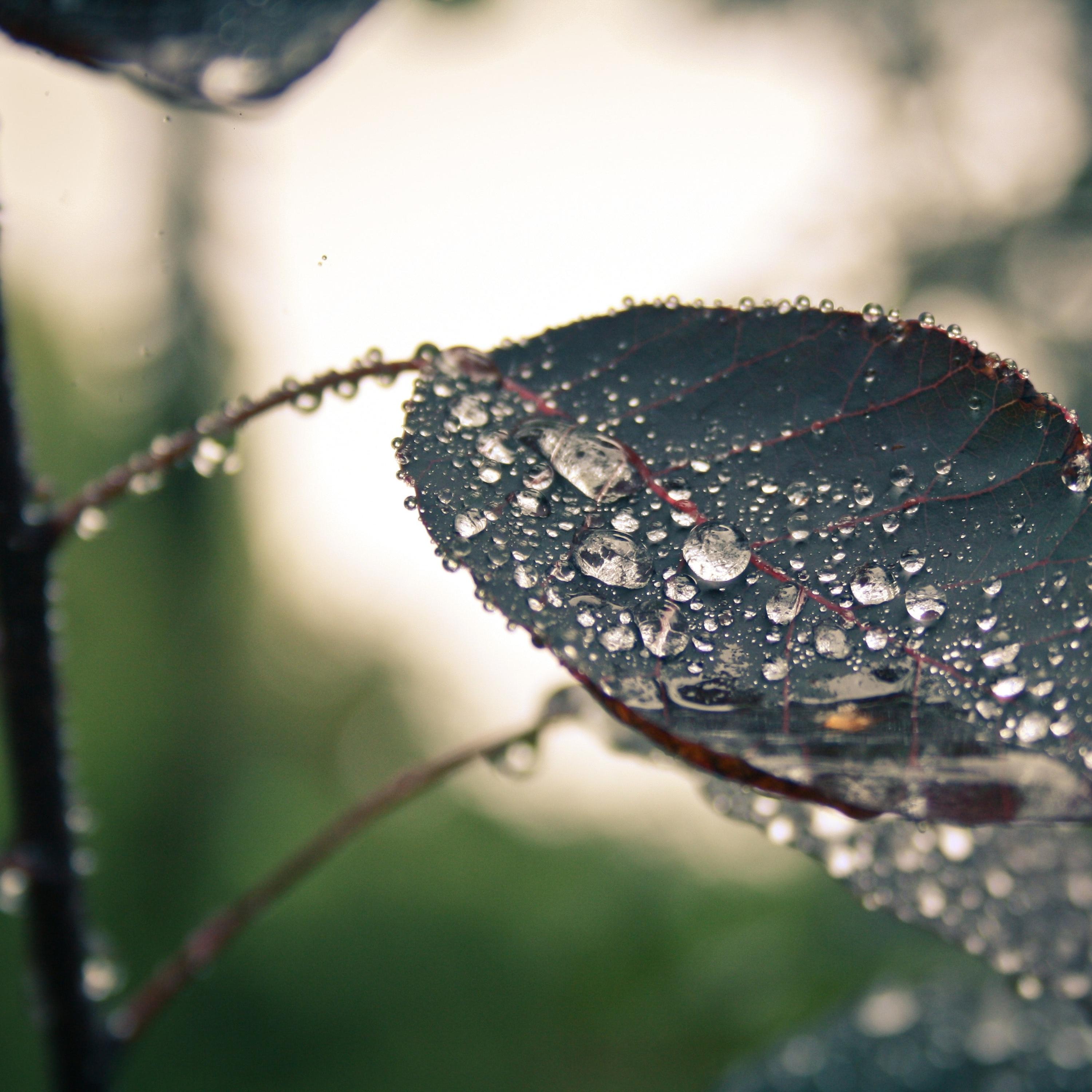 meditation rain sounds 所属专辑:dripping, drizzling, flowing