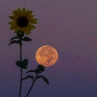 花 影 海 夜 夏  | 荒岛自制卡带®