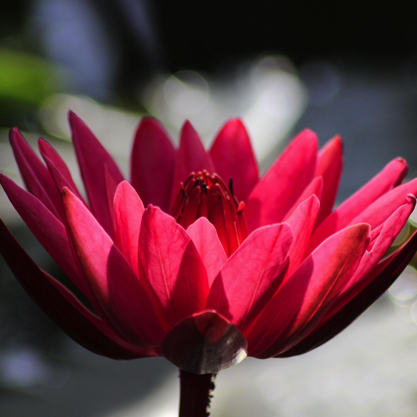 Spa Treatments - Nature's Blessing