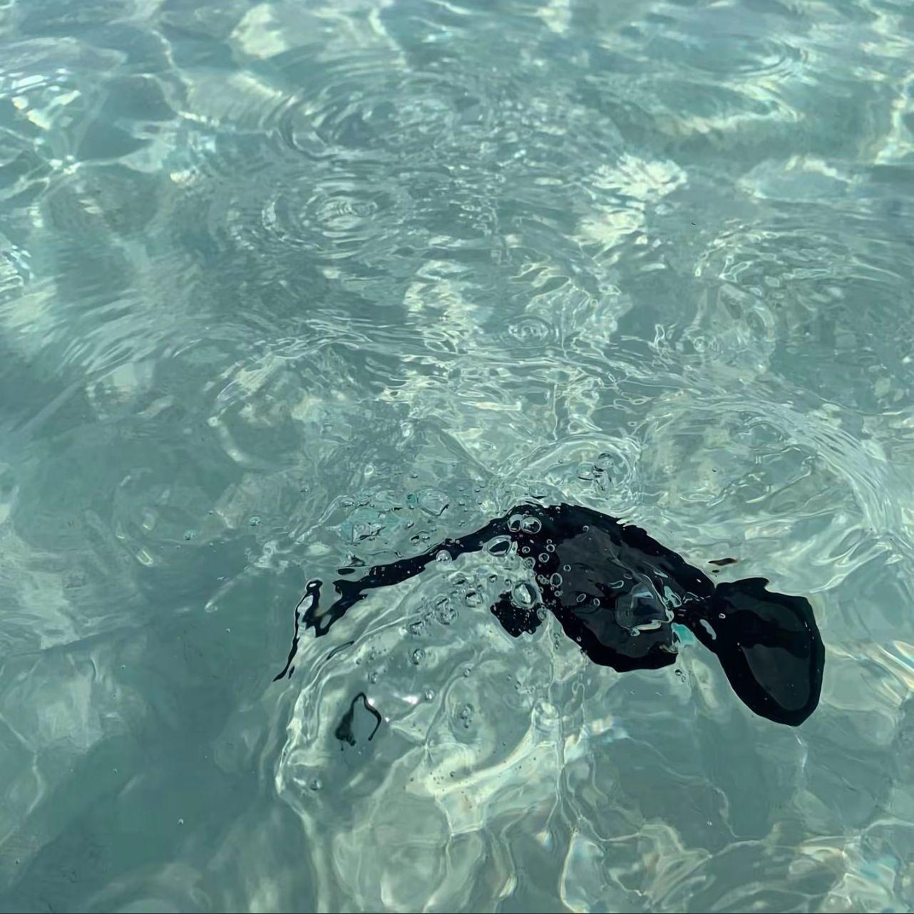 斐机粿Ft.LSGCsikoriot四口