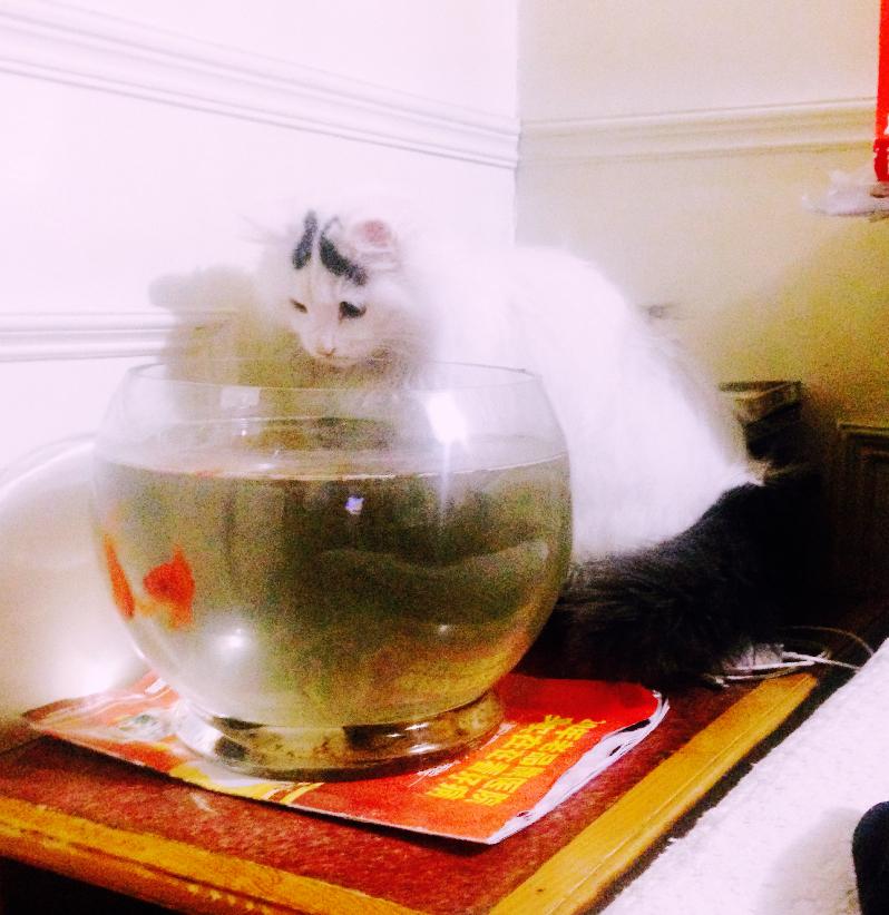 猫吃鱼