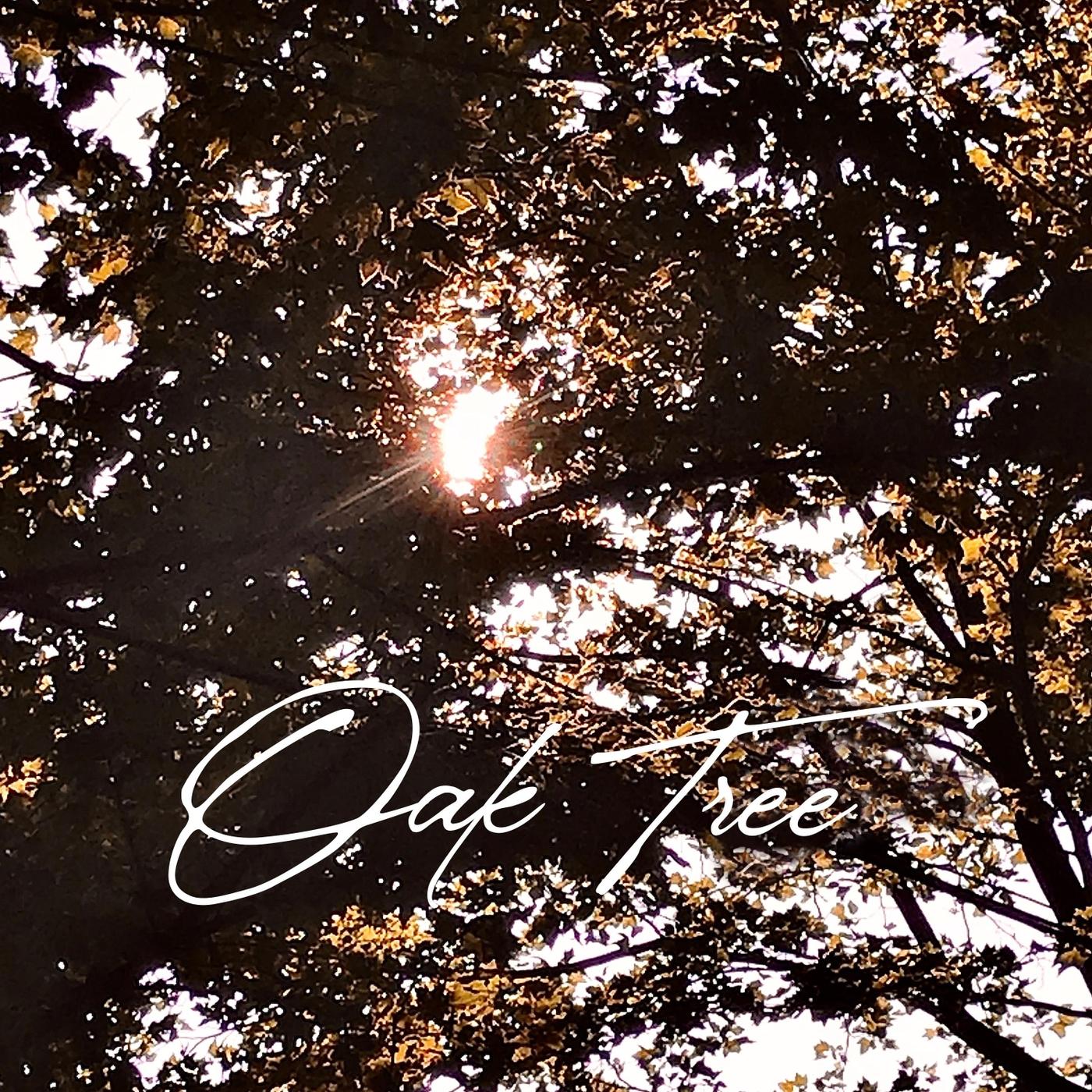 Oak Tree