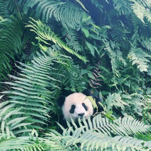 Panda (Bassti Lofi Remix)