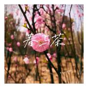 春与茶