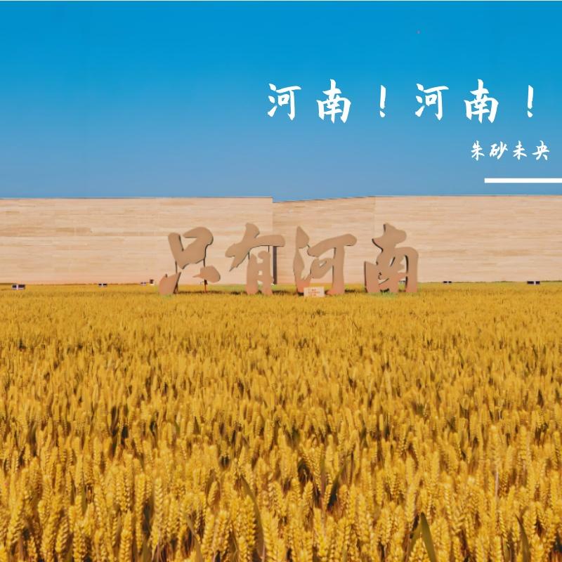 河南的麦