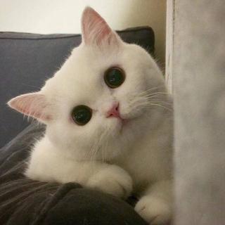 毛不易