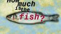 How Much Is the Fish?专辑
