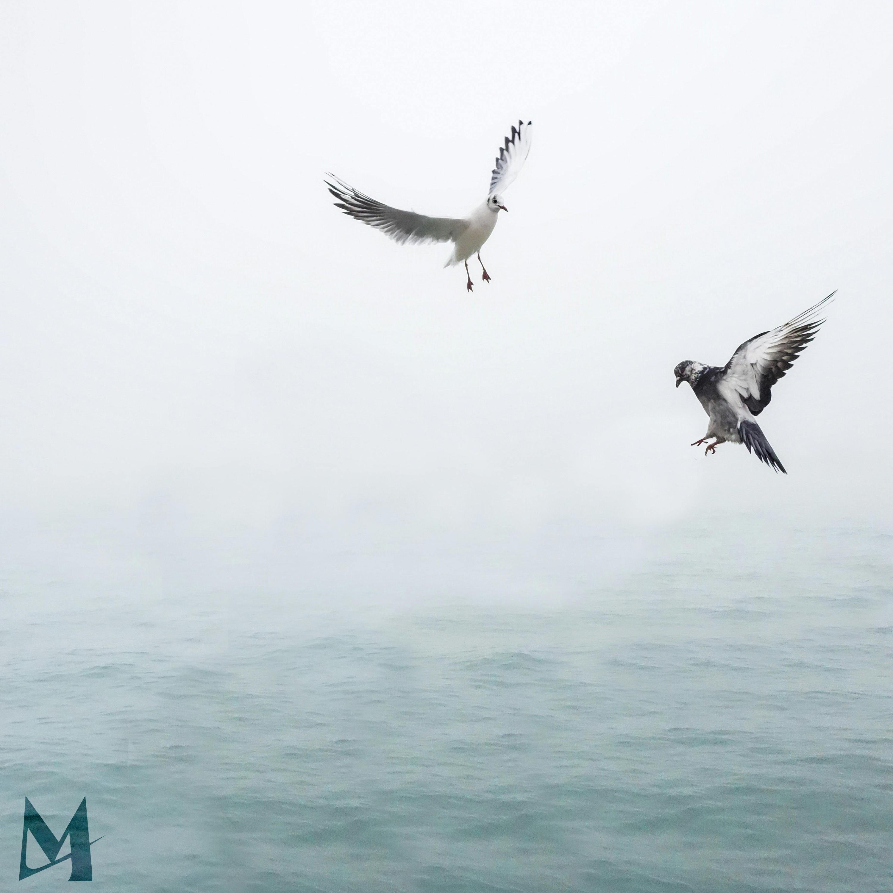 BIRDS OF A FEATHER (Acoustic)