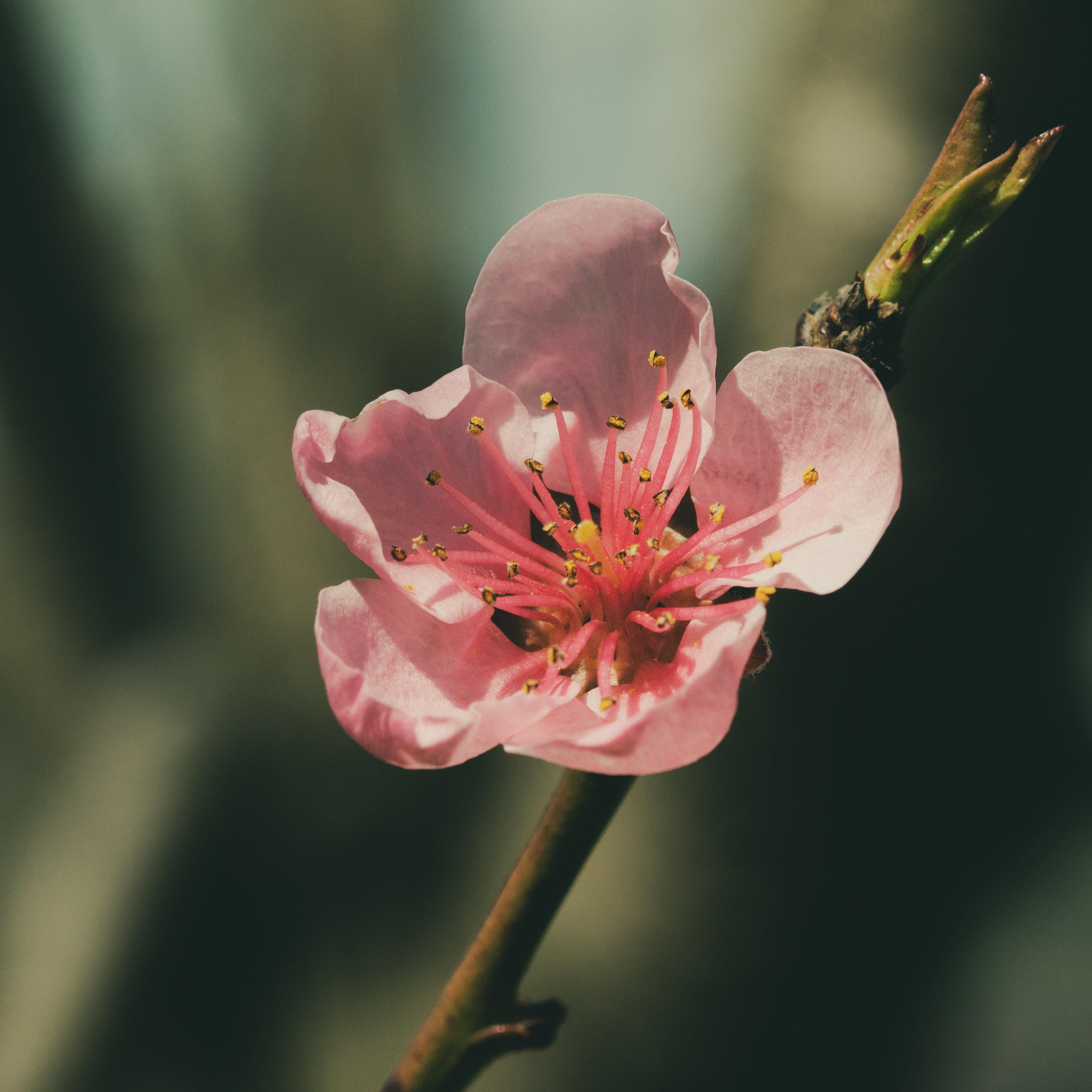 桃花湾