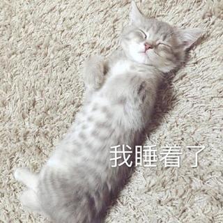 给猫儿的音乐 - 大卫·泰伊