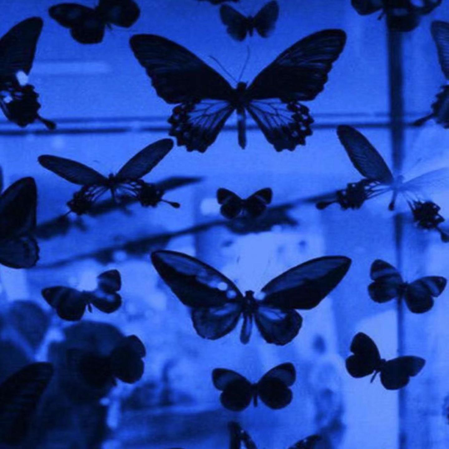 Fragile collection (Nzq..)