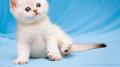 Cat Music: Soothing Music For Cats, Pet Music For Relaxation and The Best Music For Your Pet专辑