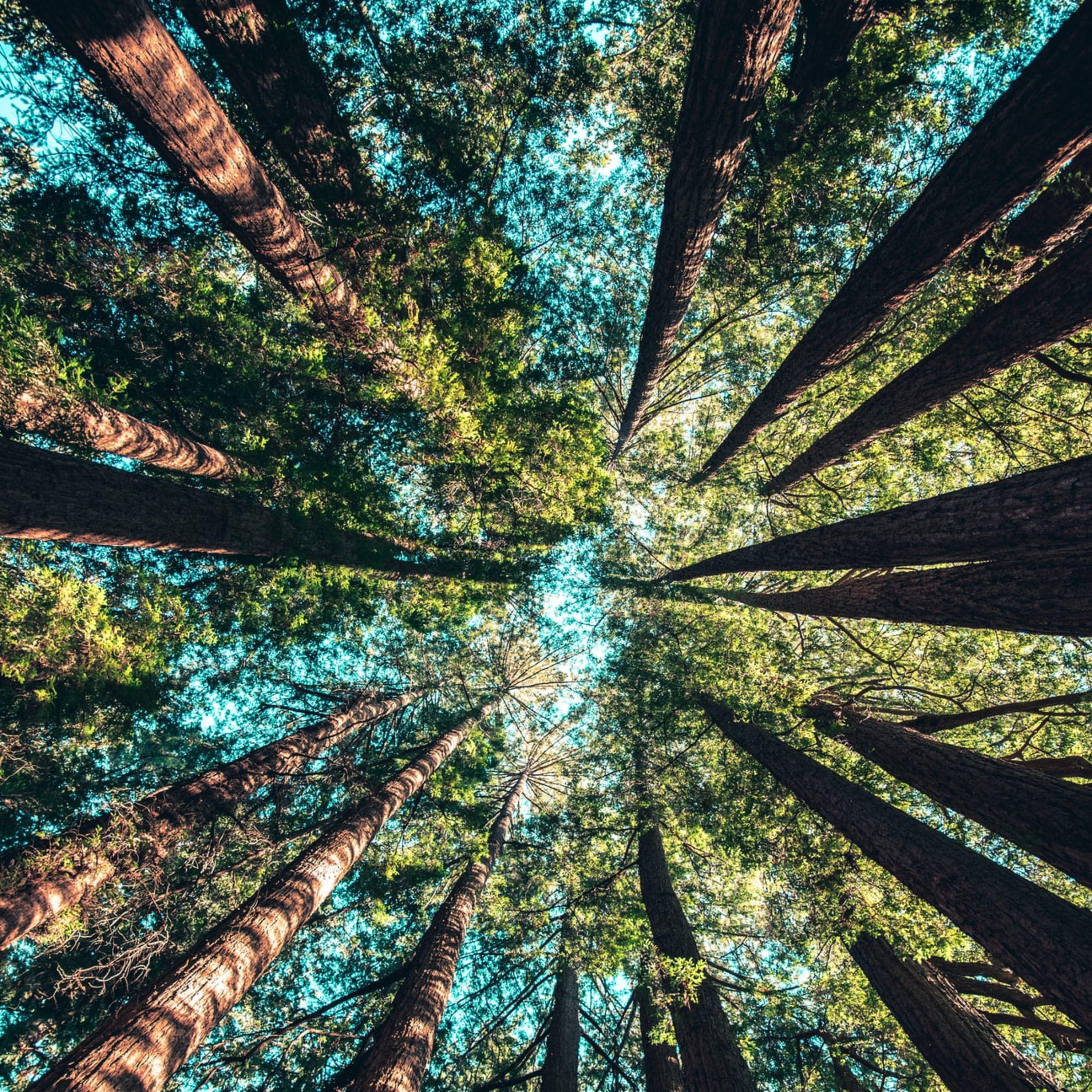 The Relaxing Sounds of Swedish Nature - Feeling Sheltered