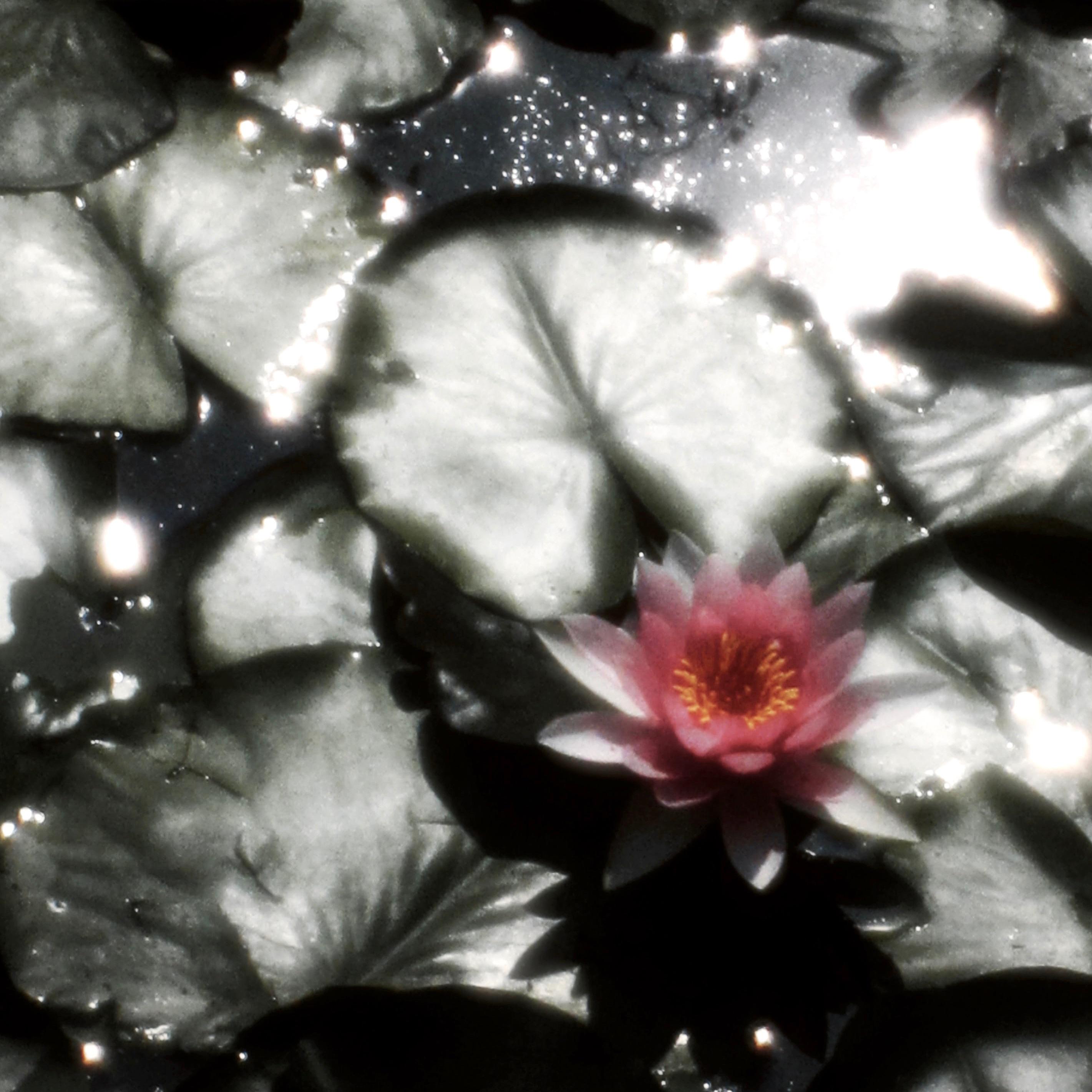 Lotus Luv（莲爱）