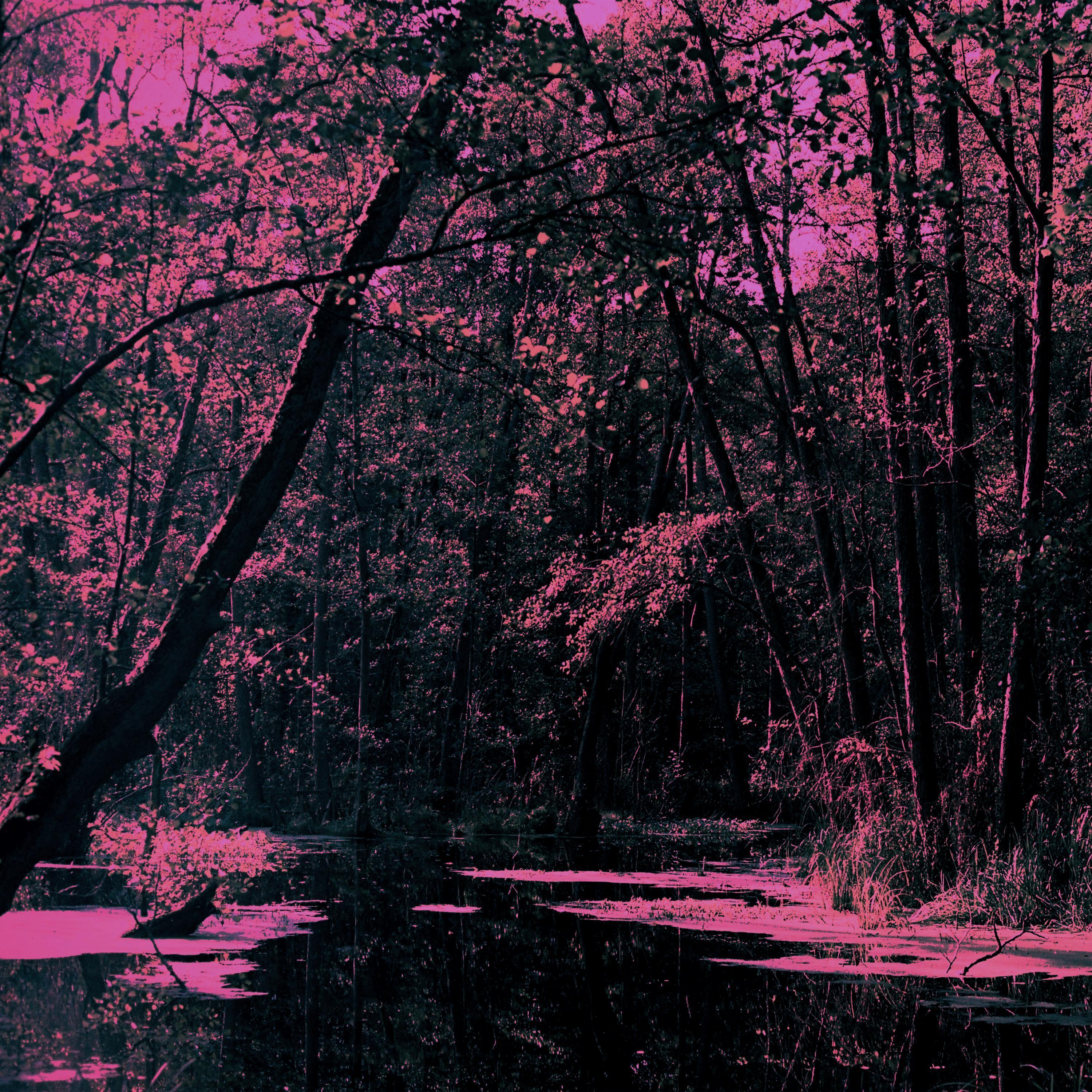 SWALLOWED BY THE SWAMP