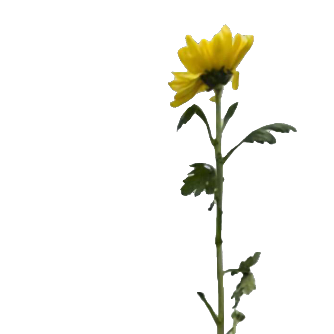 Whataya Want from Me (Live YouTube)