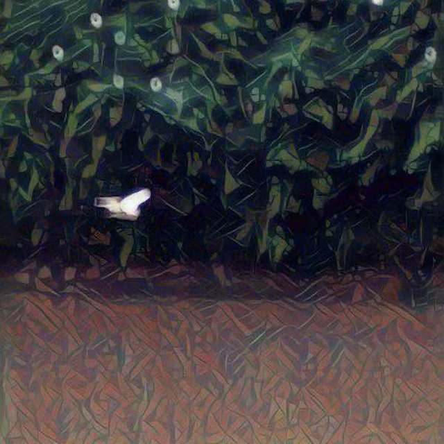 蕊