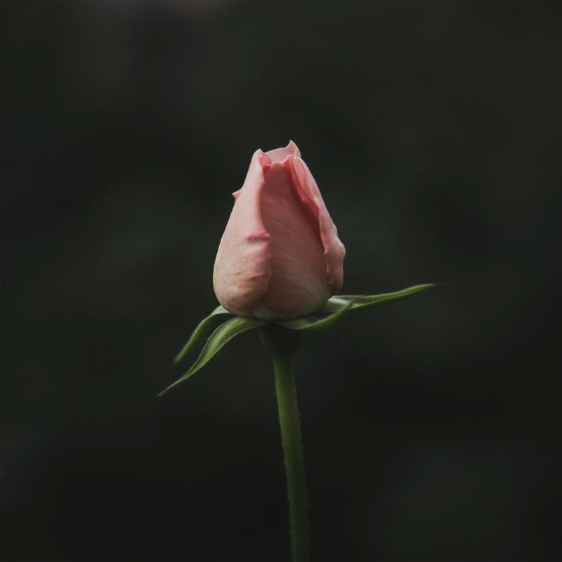 As Flores Vão Florir (Portuguese Version)