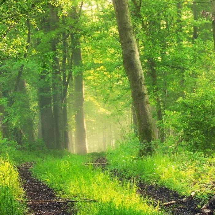 Inner Forest