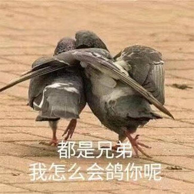 歌颂鸽之歌（lovely people）