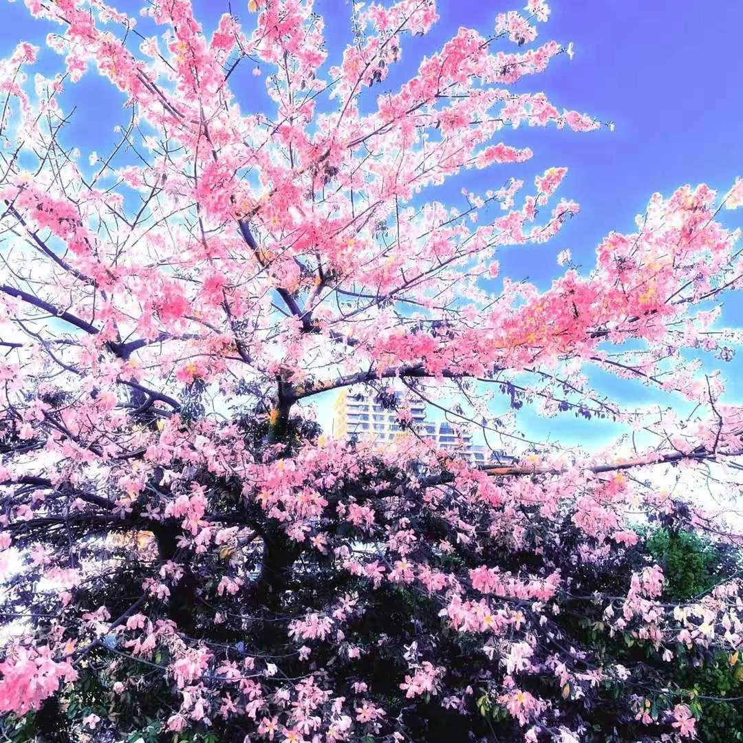 枷锁