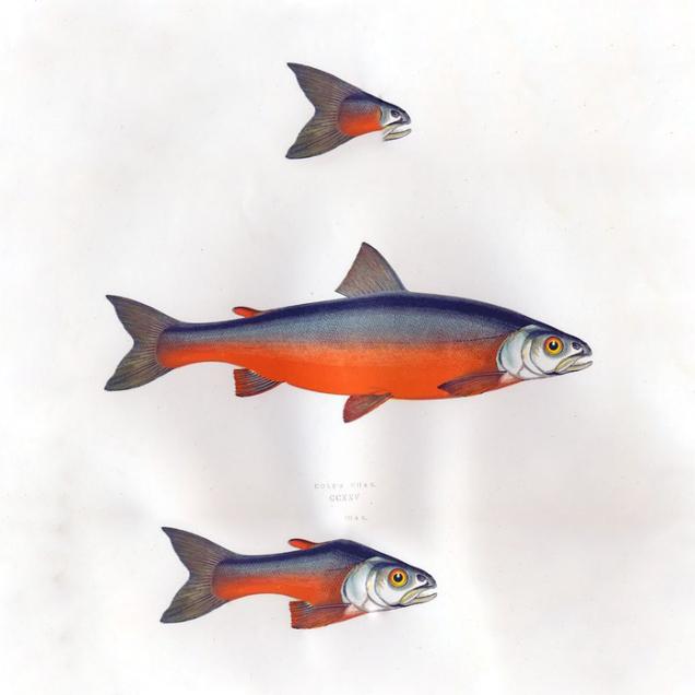A Birdfish