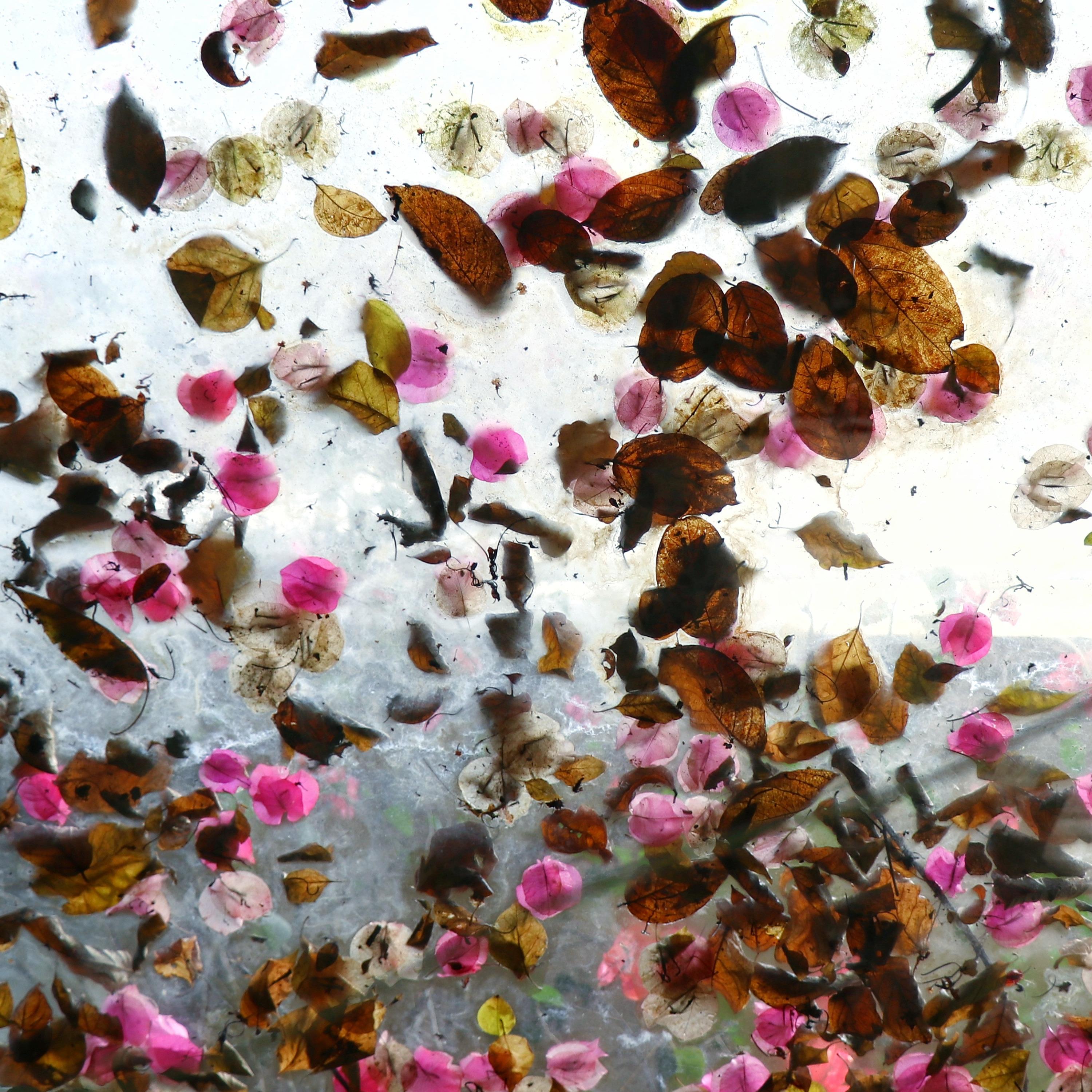 The Fallen Petal