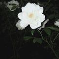 小白花