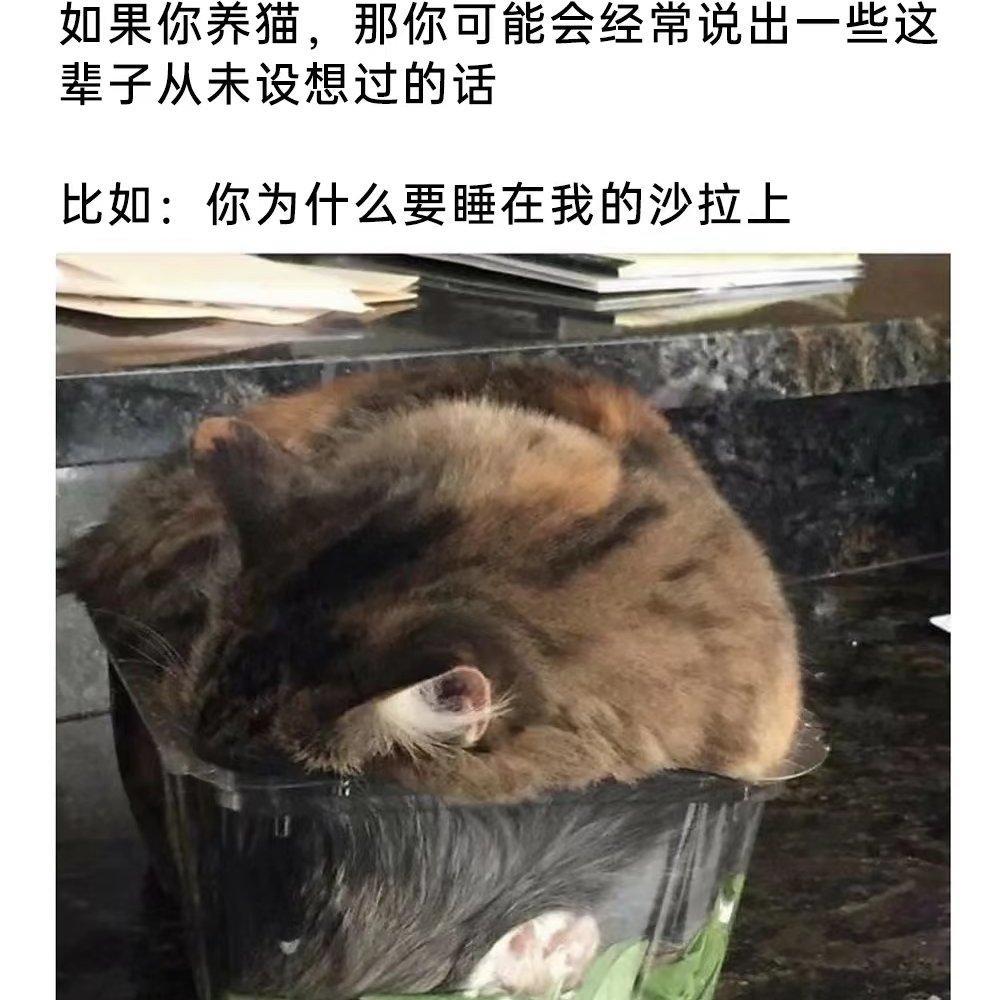 general release「meme」 - 你是来找meme的吧!!!!(含梗图) - 电台节目 - 网易云音乐