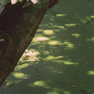 『INFP』我的生命是一万次的春和景明