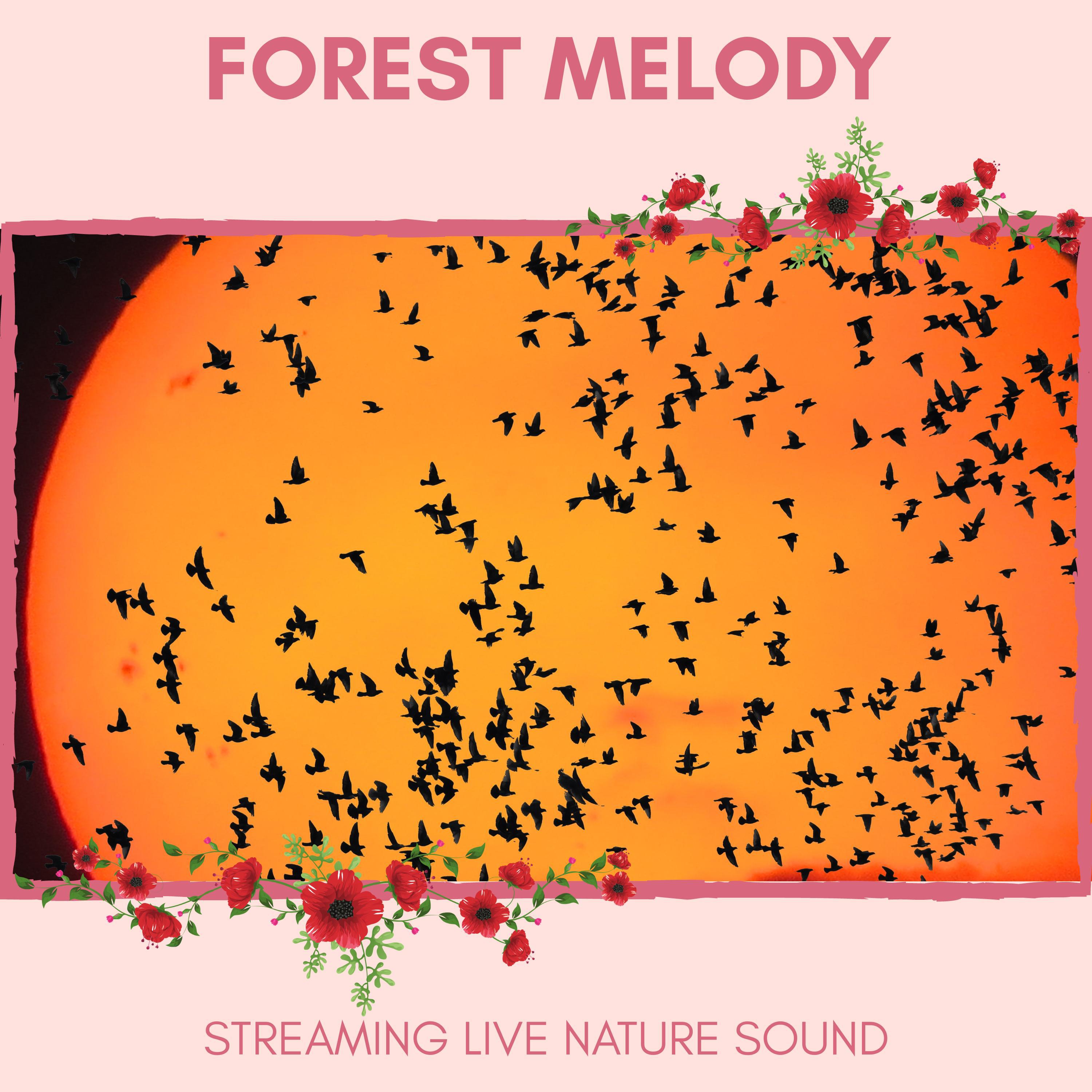 Nature Positive Sound Club - Chasing the Blissful Song of the Fairy Flycatcher