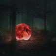 Red Moon : The Piano Forest