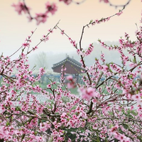 桃花妆 （原版立体声）