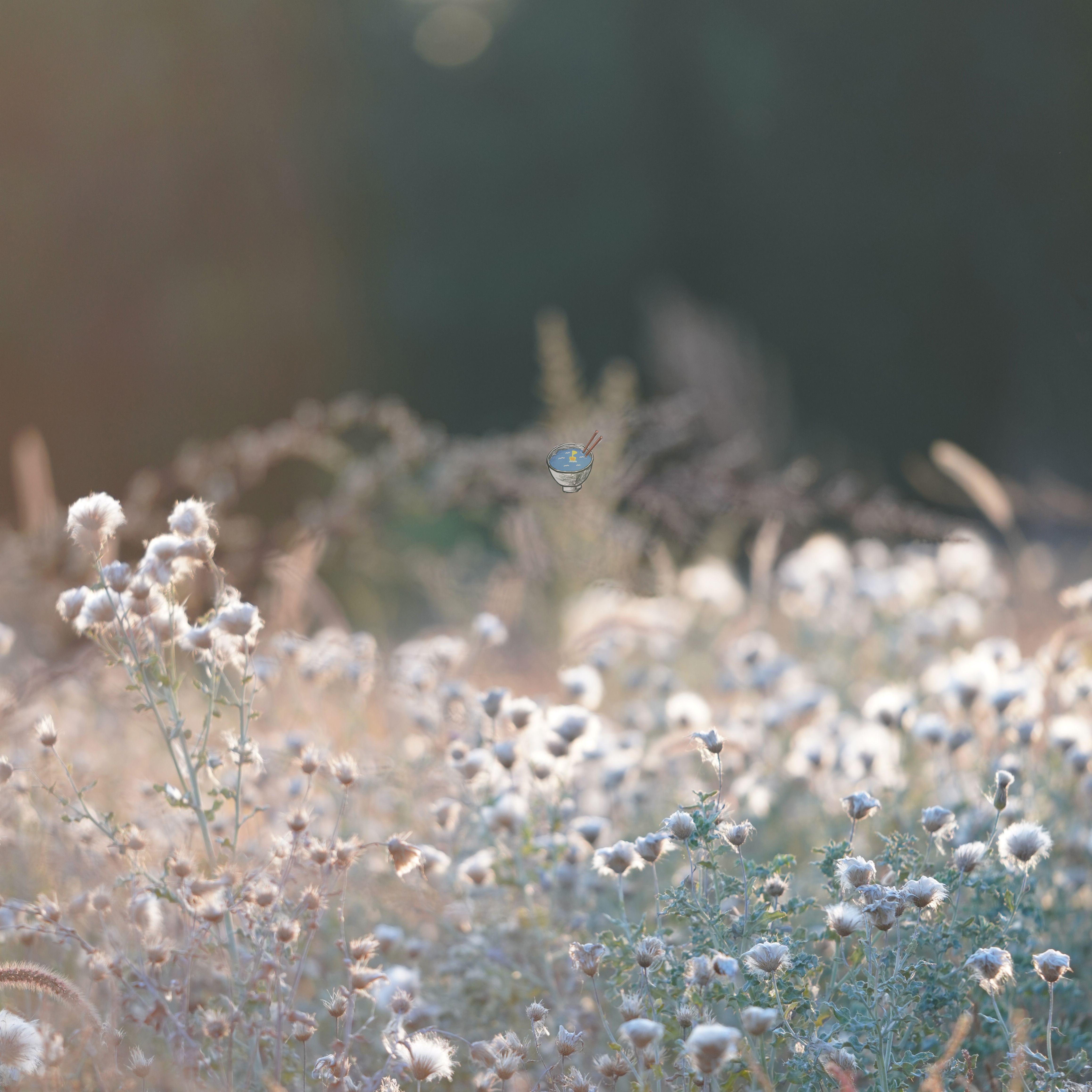 CirsiUm