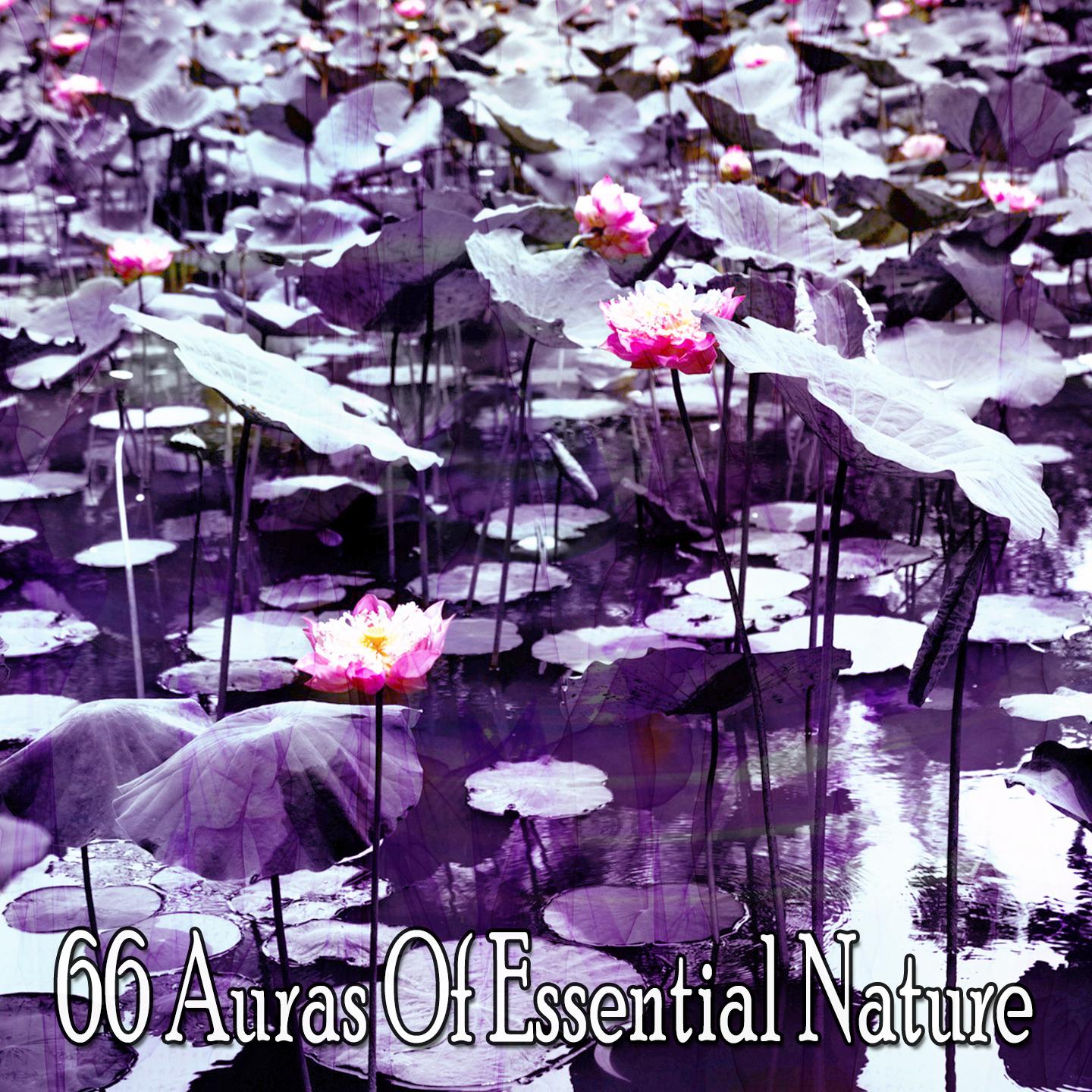 66 Auras Of Essential Nature专辑