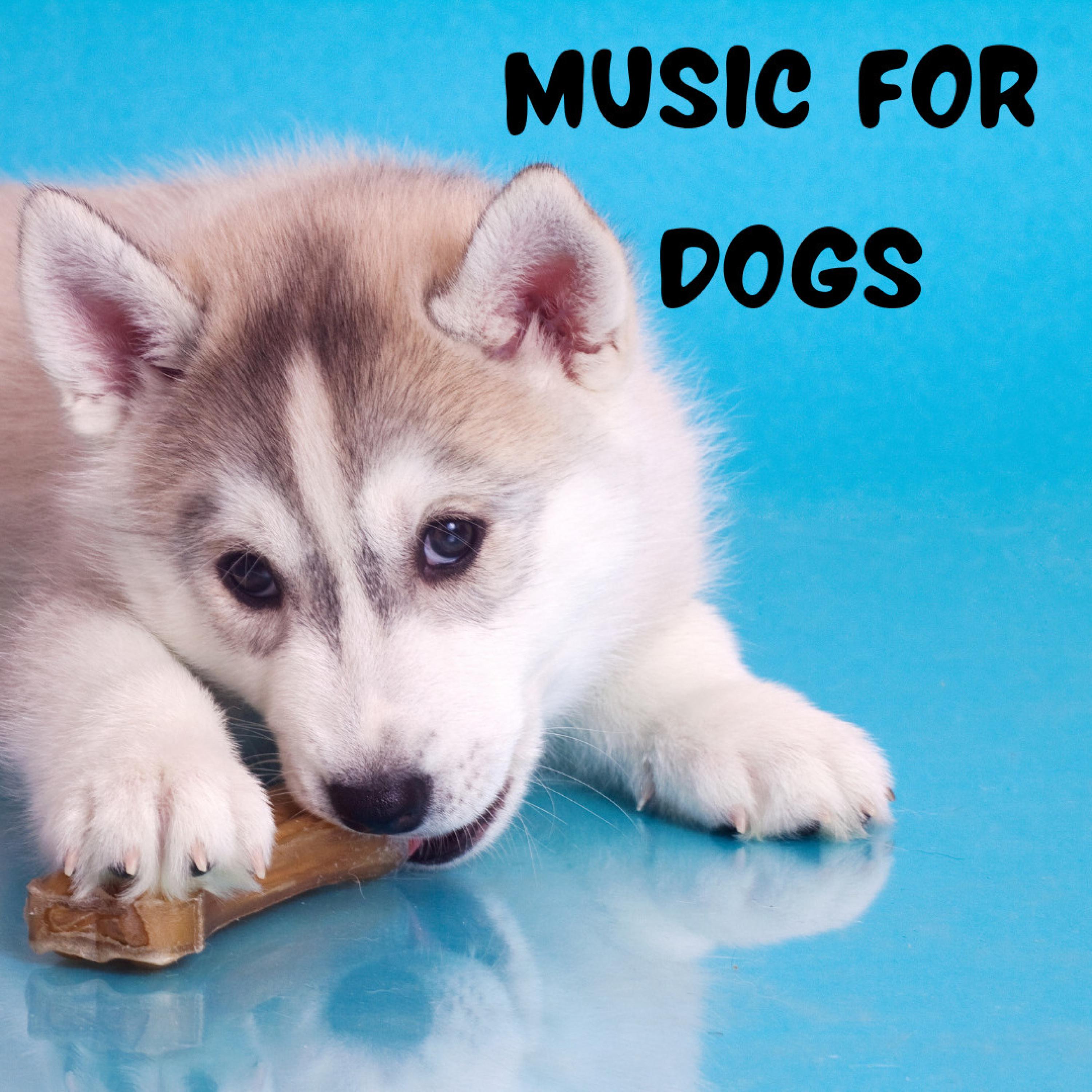 Music For Dogs - Calming Trance for Dogs