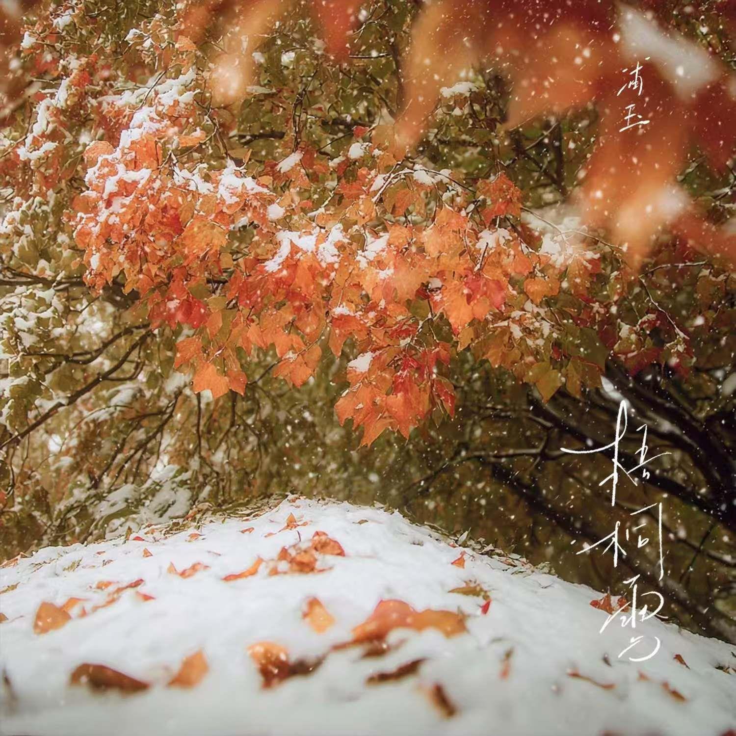 梧桐雪