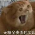 肥狗歌手图片