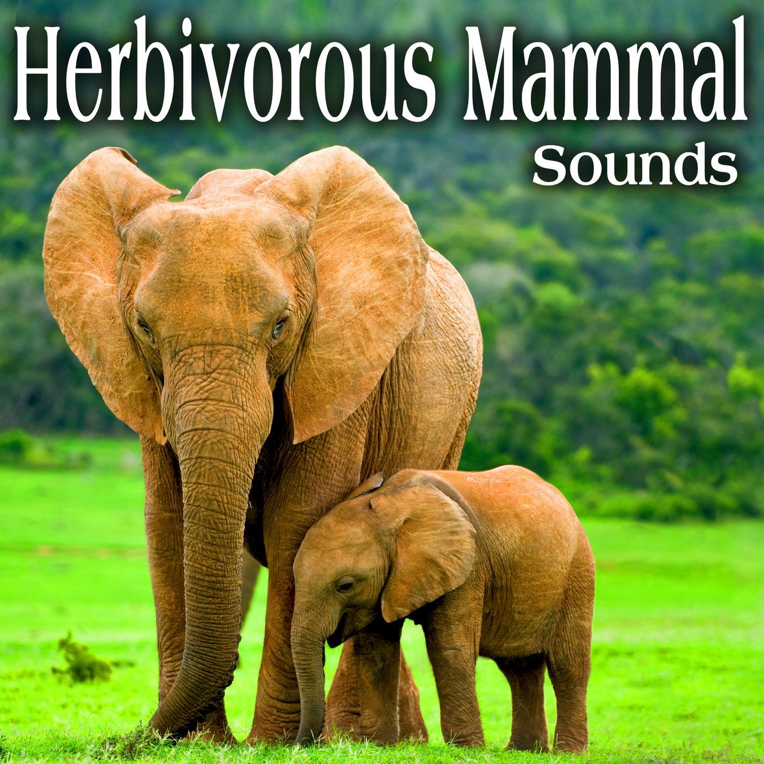 Herbivorous Mammal Sounds专辑