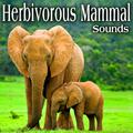 Herbivorous Mammal Sounds