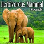 Herbivorous Mammal Sounds专辑