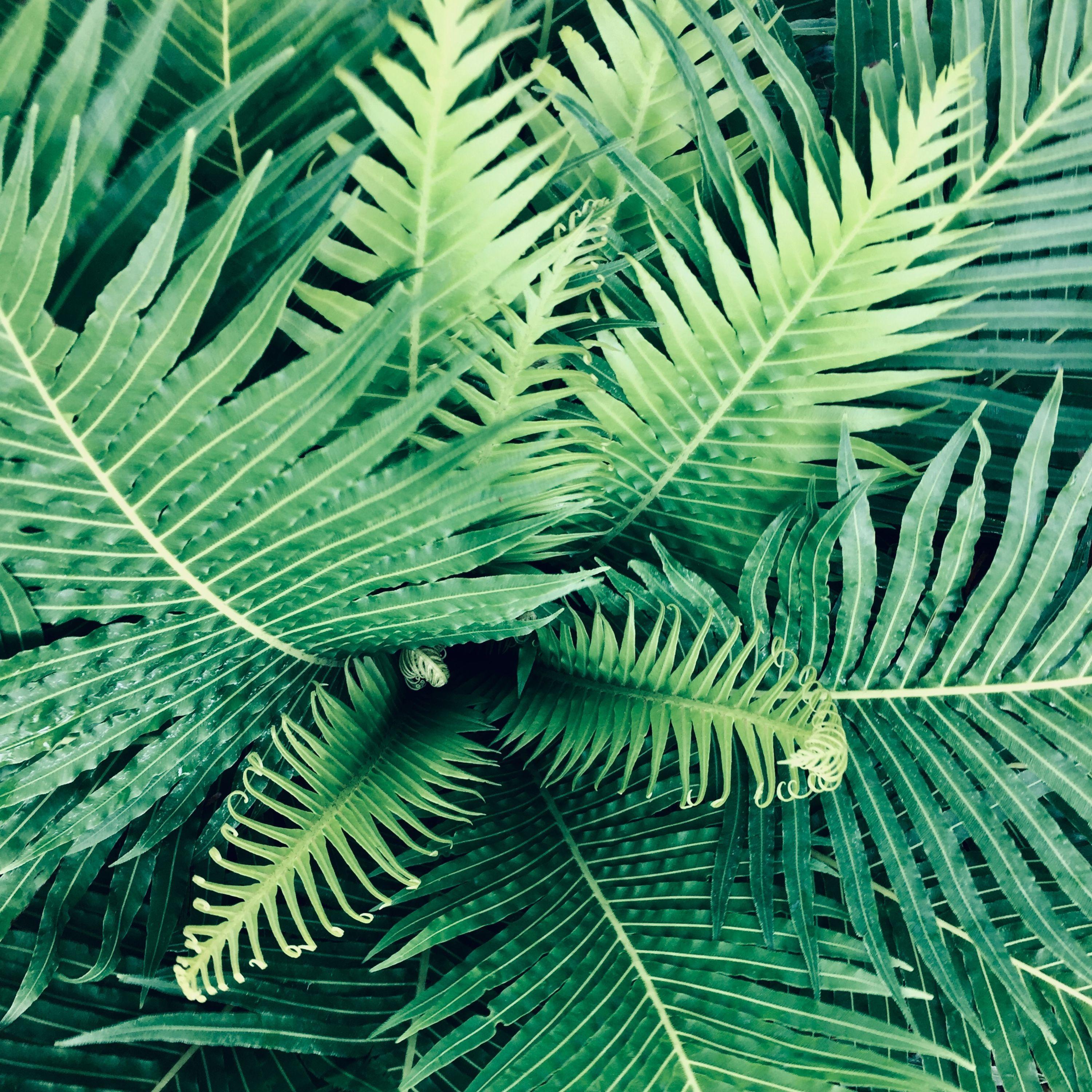 Affirming Melodies | Complete Serenity