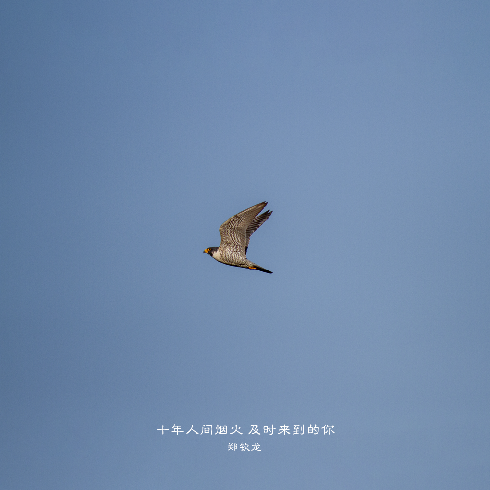 十年人间烟火，及时来到的你