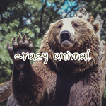 crazy animal专辑