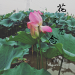 花无怨念专辑