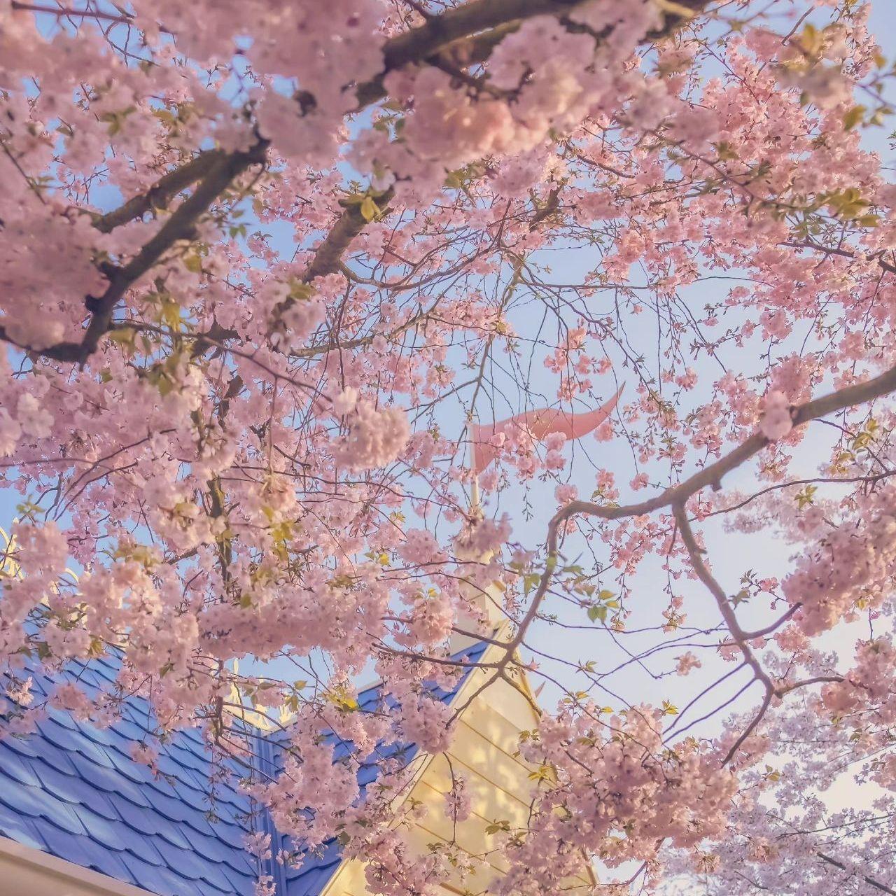 SAKURA（治愈钢琴版）